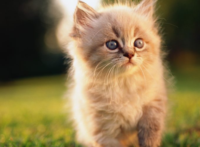 Wallpaper Cat, kitten, blue, eyes, gray, wool, cute, animal, pet, green grass, nature, Animals 9920915997